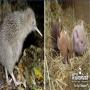Willowbank Wildlife Reserve | Open & Times