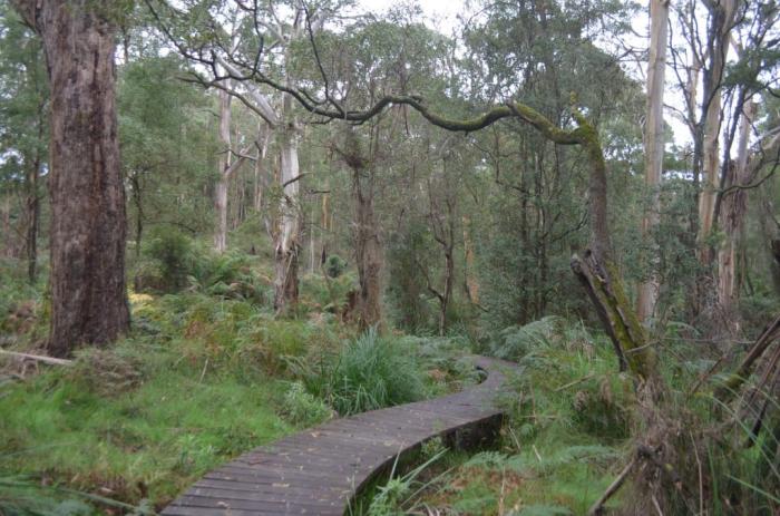 Endeavour Fern Gully