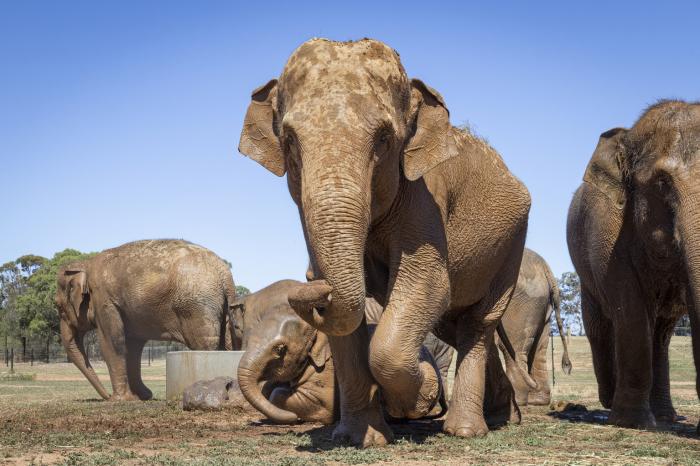 Elephant and Waterhole Trails @ Werribee Zoo