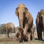 View Event: Elephant and Waterhole Trails @ Werribee Zoo