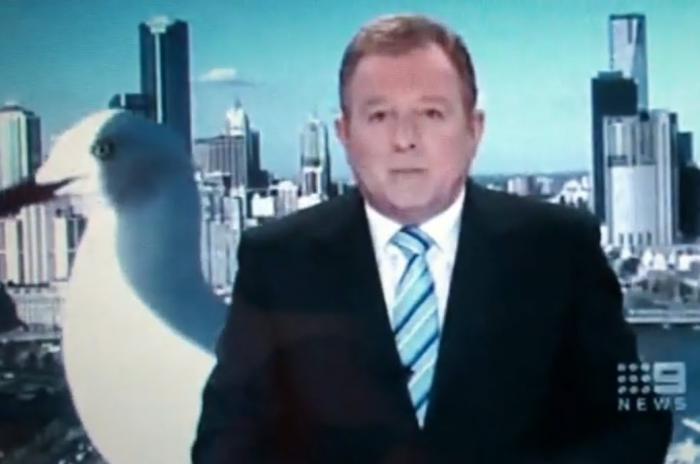 Seagull | Channel 9 News