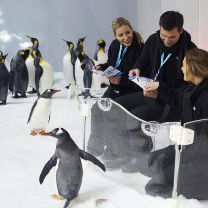 Penguin Passport Experience At Sea Life Melbourne
