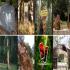 ngurrak barring | arts and culture trail through the Dandenong Ranges