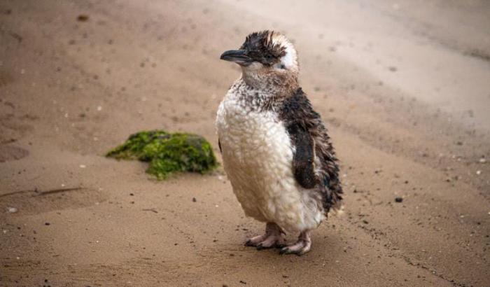 St Kilda's Little Penguins
