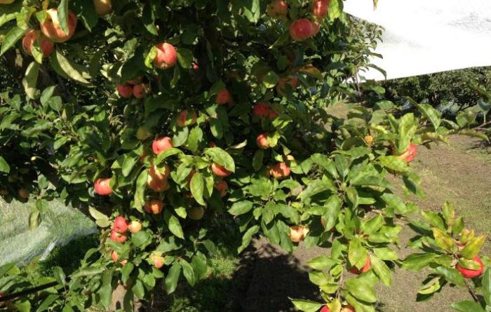 Petty's Orchard - Templestowe