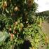 Petty's Orchard - Templestowe