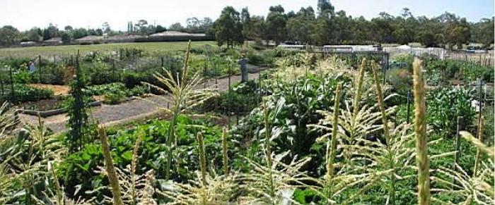 Ringwood Community Garden