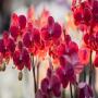 Southern Suburbs Orchid Society: Spring Show 2025