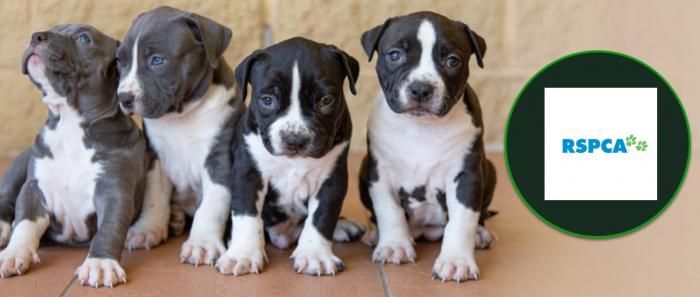 RSPCA Australia: Royal Society for the Prevention of Cruelty to Animals