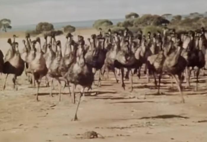 The Emu War of 1932 | Forgotten History