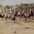 View The Emu War of 1932 | Forgotten History View The Emu War of 1932 | Forgotten History