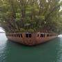 SS Ayrfield: Floating Forest - Unique Natural Wonder 