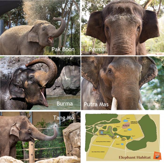 Elephants at Monarto Safari Park