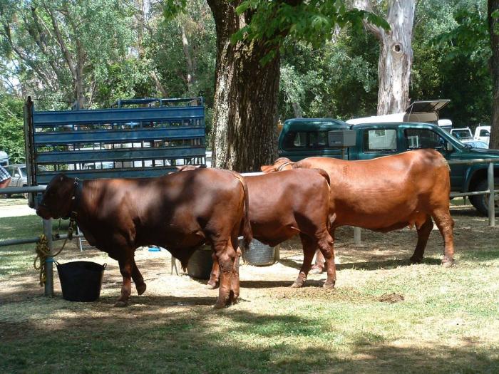 Daylesford Agricultural Show 2026 Daylesford Agricultural Show 2026