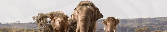 Elephants at Monarto Safari Park