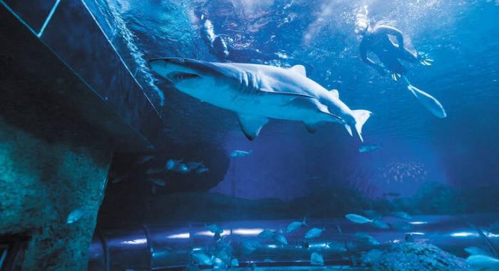 Dive with Sharks | Aquarium of Western Australia