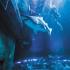 View Event: Dive with Sharks | Aquarium of Western Australia