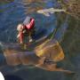 View Australian Shark and Ray Nursery