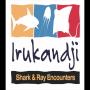 View Irukandji Shark & Ray Encounters View Irukandji Shark & Ray Encounters