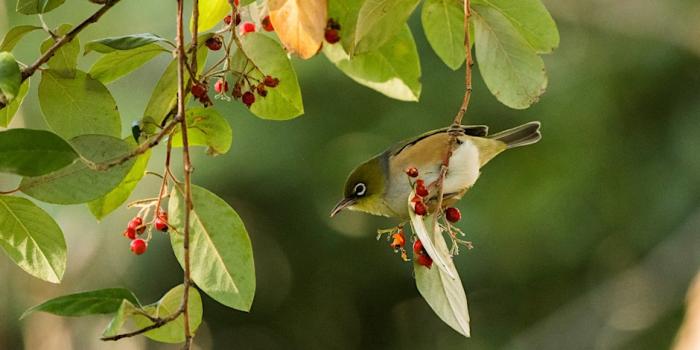 Bird Life Observation Walk at Rippon Lea Estate