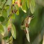 View Event: Bird Life Observation Walk at Rippon Lea Estate