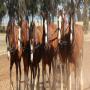 Moora Working Draught Horse Muster 2026