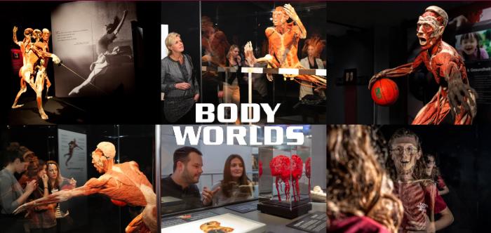 Body Worlds | The Anatomy of Happiness