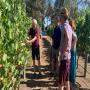 Adopt Your Own Grape Vine Experience
