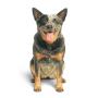 Working Dog Productions