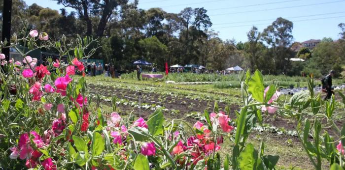 CERES Harvest Festival - Hops on the Hill