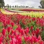 Tesselaar KaBloom Festival of Flowers 2025