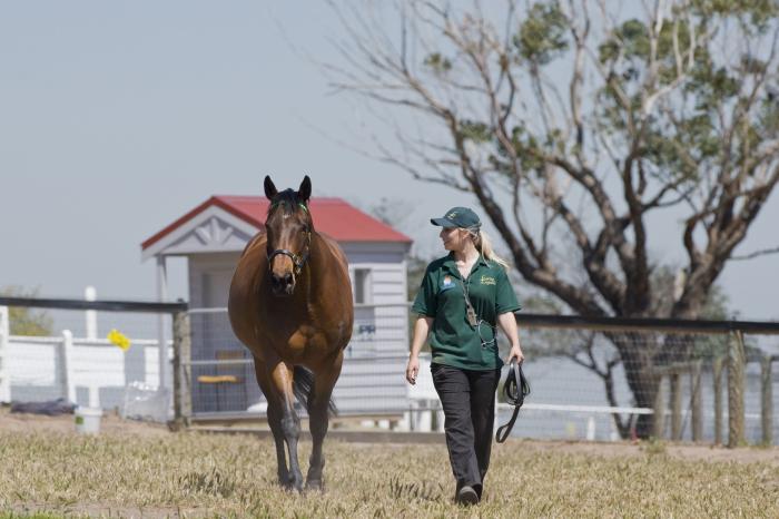 Horses Wine And Beer: Best of Melbourne Tour Horses Wine And Beer: Best of Melbourne Tour