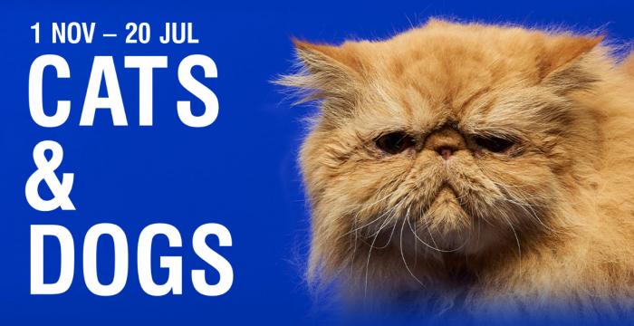 Cats & Dogs - NGV Collection