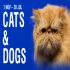 Cats & Dogs - NGV Collection