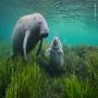 View Wildlife Photographer of the Year