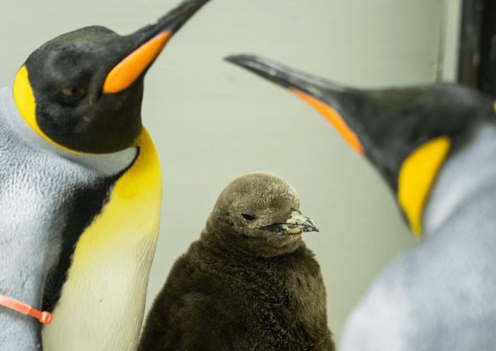 SEA LIFE Sydney Aquarium | Meet our new penguin chick