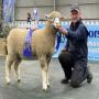 Australasian Dorset Championships 2025