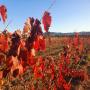 View Ballandean Estate Wines