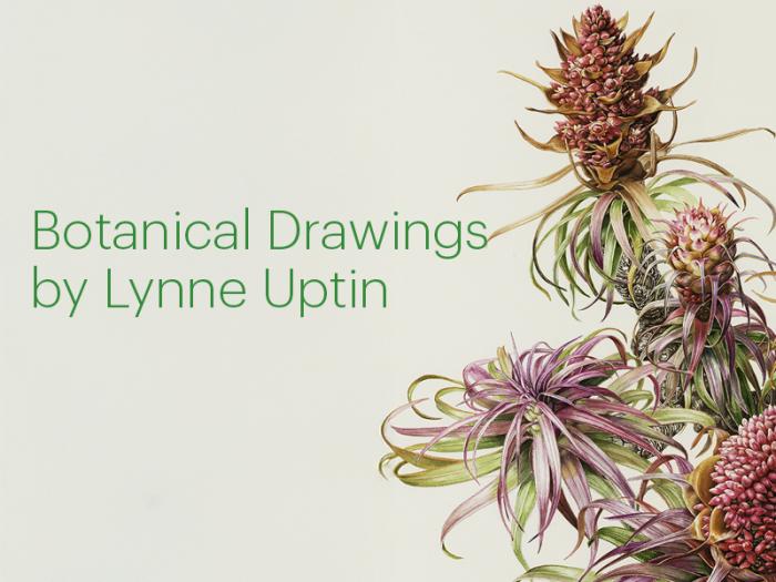 Lynne Uptin: Botanical Drawings