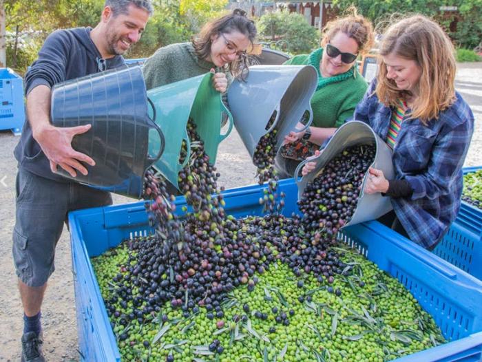 Olives to Oil Festival 2026