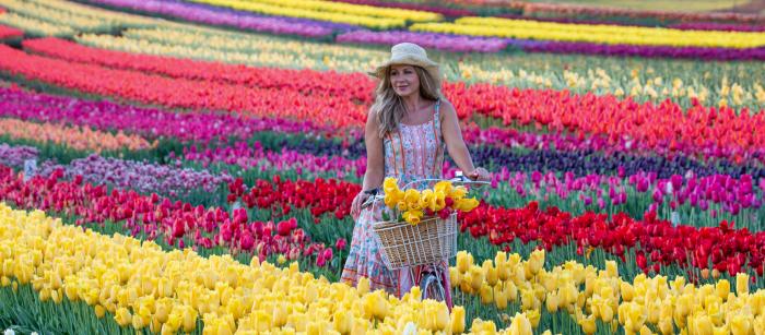 Tesselaar Tulip Festival 2026