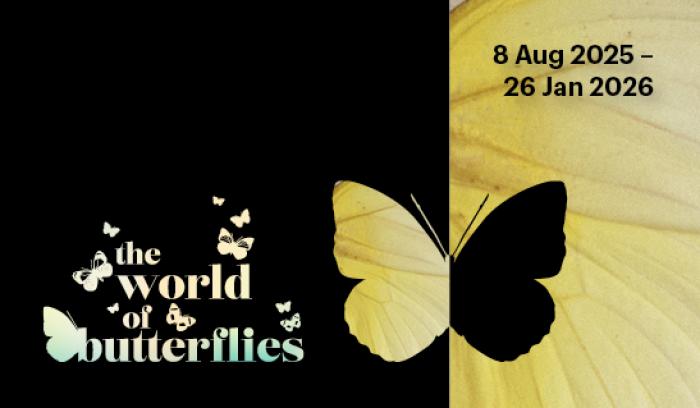 The World of Butterflies Exhibition The World of Butterflies Exhibition