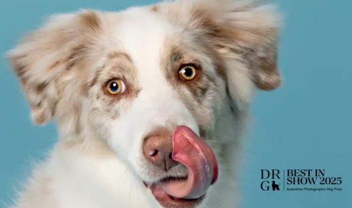 Best in Show 2025: Australian Photographic Dog Prize Best in Show 2025: Australian Photographic Dog Prize