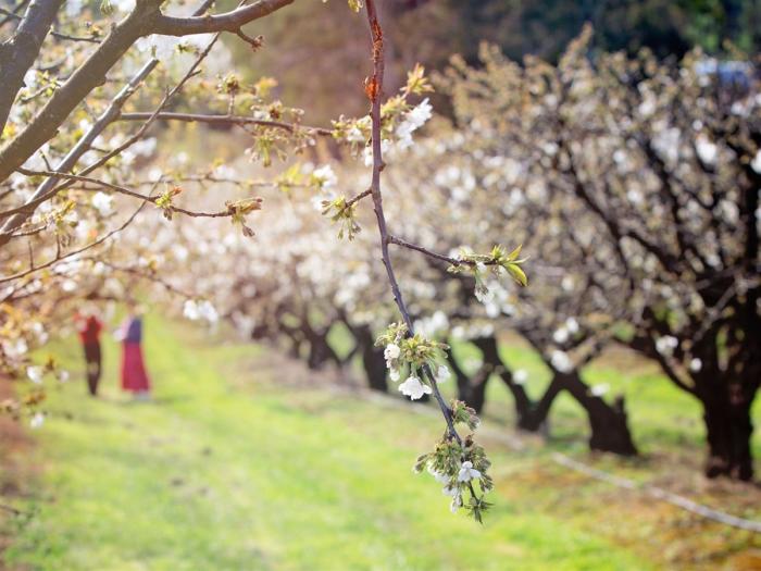 Where to see Victoria's BEST cherry blossoms - 2025 Where to see Victoria's BEST cherry blossoms - 2025