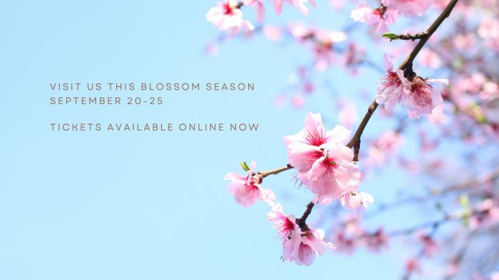 Blossom Season at Apteds
