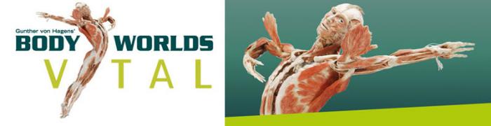 Body Worlds: The Anatomy Of Happiness