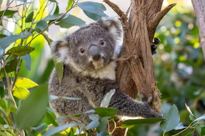 Wild Life Sydney Zoo | Black Friday 40% off