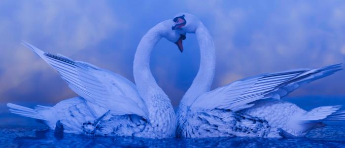 Hye Rim Lee: Swan Lake