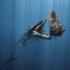 Ocean Photographer of the Year Exhibition