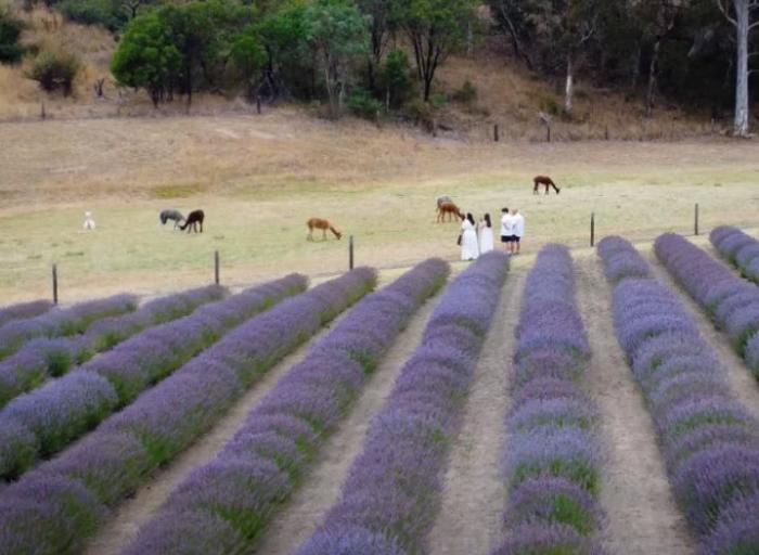 Lavender Bloom Festival Lavender Bloom Festival